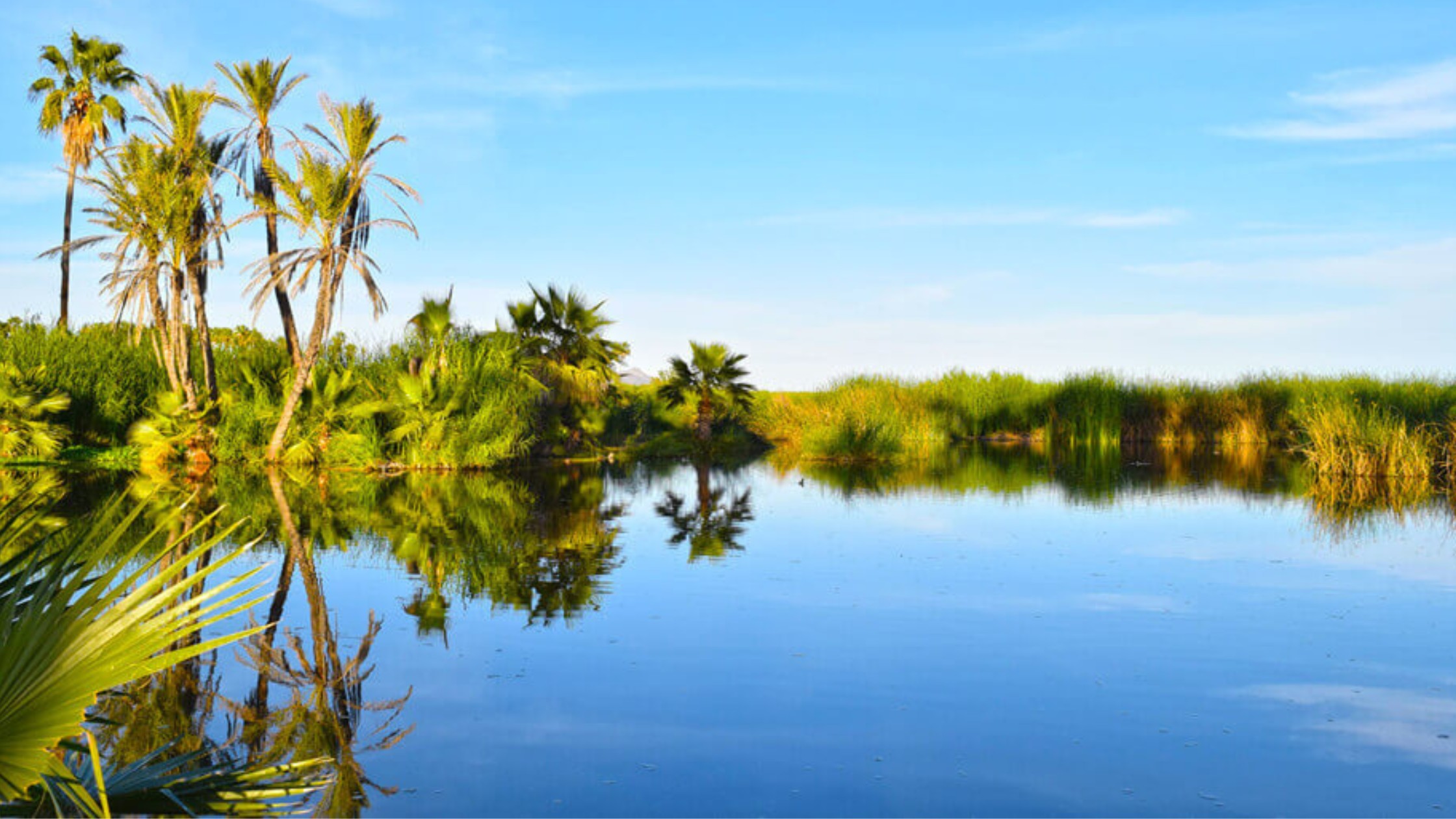 San José Estuary bird sanctuary with herons in wetlands surrounded by mangroves