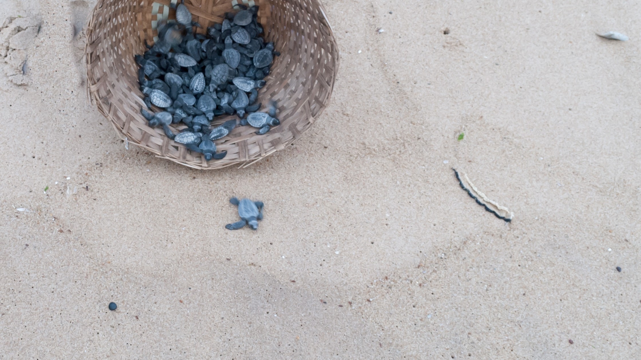 Sea turtle release program at sunset with baby turtles heading to ocean in San José del Cabo